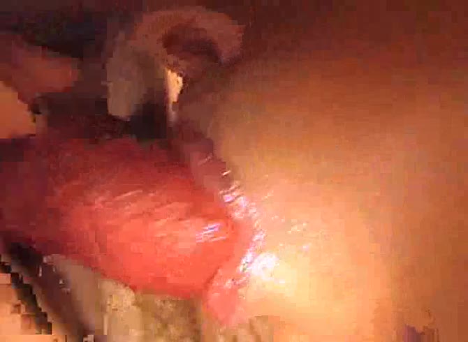 Video :Dog eating the pussy of girl and got blowjob in return in dog oral sex